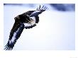 Golden Eagle, 1St Year Male In Flight In Winter, Norway by Mark Hamblin Limited Edition Print