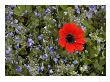 Anemone Pavonina, Veronica Glauca, Greece by Bob Gibbons Limited Edition Print