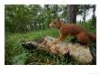 Red Squirrel On Log, Lancashire, Uk by Elliott Neep Limited Edition Print
