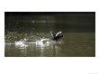 Common Coot, Backlit Coot Running On Water, Hampstead Heath, Uk by Elliott Neep Limited Edition Print