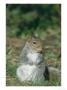 Grey Squirrel, Upright Alert Pose Front View, Uk by Mark Hamblin Limited Edition Print