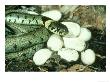 Grass Snake, Natrix Natrix With Eggs by Mark Hamblin Limited Edition Print