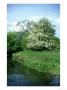 Hawthorn And River Dearne, Hawthorn In Blossom Beside River by Mark Hamblin Limited Edition Pricing Art Print