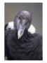 Andean Condor, Adult Female In Prime Colours, Hacienda Zuleta, Cayambe by Mark Jones Limited Edition Pricing Art Print