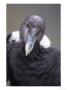 Andean Condor, Adult Female In Prime Colours, Hacienda Zuleta, Cayambe by Mark Jones Limited Edition Print