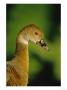 Plumed Whistling Duck, Portrait, Zoo Animal by Stan Osolinski Limited Edition Pricing Art Print