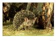 Long-Eared Hedgehog, England, Uk by Les Stocker Limited Edition Print