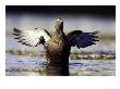 Eider, Adult Female On Water Flapping Wings, Norway by Mark Hamblin Limited Edition Print