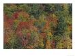 Autumn Colour, Maples And Pines, Canada by Mark Hamblin Limited Edition Print