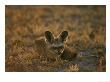 Bat-Eared Fox, Resting On Ground, Southern Africa by Mark Hamblin Limited Edition Print