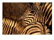 Zebra, Namibia by Olaf Broders Limited Edition Print