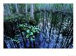 Water-Lilies In Bald Cypress Swamp, Usa by Olaf Broders Limited Edition Print