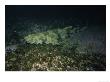 Spotted Wobbegong, Forster, Australia by Gerard Soury Limited Edition Print