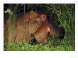 Hippopotamus, Feeding, Kenya by Mark Hamblin Limited Edition Pricing Art Print