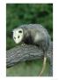 Opossum On Branch, Usa by Mark Hamblin Limited Edition Pricing Art Print