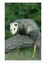 Opossum On Branch, Usa by Mark Hamblin Limited Edition Print