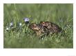 Common Toad, Pair In Amplexus In Wet Meadow, Uk by Mark Hamblin Limited Edition Print