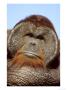 Orangutan, Pongo Pygmaeus Male, Endangered Native, Borneo & Sumatra by Brian Kenney Limited Edition Print