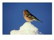 Chaffinch, Fringilla Coelebs, Male, Perched In Snow Strathspey, Scotland by Mark Hamblin Limited Edition Print