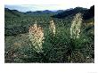 Yucca, Chihuahua Desert, Usa by Olaf Broders Limited Edition Print