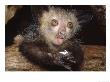 Aye-Aye, Juvenile Feeding On Egg, Duke University Primate Center by David Haring Limited Edition Print