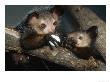 Aye-Aye, Mother And Juvenile Sharing Egg, Duke University Primate Center by David Haring Limited Edition Print