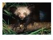 Aye-Aye, 4 Month Old Infant On Branch, Duke University Primate Center by David Haring Limited Edition Print