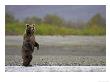 Grizzly Bear, Adult Female On Hind Legs, Alaska by Mark Hamblin Limited Edition Print