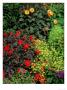 Dahlia, David Howard, Calceolaria Sp by Kidd Geoff Limited Edition Print