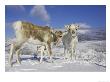 Reindeer, Two Females In Snow, Scotland by Mark Hamblin Limited Edition Pricing Art Print