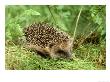 Hedgehog by Mark Hamblin Limited Edition Print