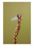 Mayfly, Resting On Grass Seed Head In Early Morning, Scotland by Mark Hamblin Limited Edition Print