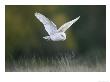 Barn Owl, Adult In Flight, Scotland by Mark Hamblin Limited Edition Print