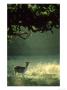 Fallow Deer Dama Dama Young Buck In Autumn, Spotted Form, Leics., Uk by Mark Hamblin Limited Edition Pricing Art Print
