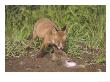 Red Fox, 2 Month Old Cub Feeding On Rabbit, Uk by Mark Hamblin Limited Edition Print