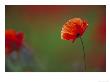 Common Poppy, Close-Up Of Single Flower, Uk by Mark Hamblin Limited Edition Print