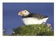 Atlantic Puffin, Adult On Grassy Tussock On Cliff-Top, Iceland by Mark Hamblin Limited Edition Print