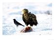 White-Tailed Sea Eagle, Standing On Carrion, Norway by Mark Hamblin Limited Edition Print