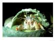 Hermit Crab, Trying Shell For Size, Uk by Paul Kay Limited Edition Print