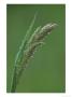 Creeping Bent, Raindrops On Emerging Panicle, May, England by Mark Hamblin Limited Edition Pricing Art Print