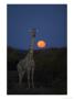 Giraffe In Veld At Moonset, Northern Tuli Game Reserve, Botswana by Roger De La Harpe Limited Edition Print