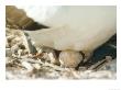 Masked Booby, Chick Hatching On Parents Feet, Galapagos by Mark Jones Limited Edition Print