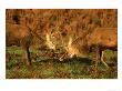 Red Deer, Cervus Elaphus Stags Rutting, Autumn Uk by Mark Hamblin Limited Edition Print