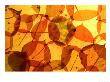 Collection Of Aspen Leaves That Are Bright Yellows And Oranges by Daniel Cox Limited Edition Print