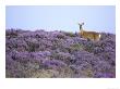 Roe Deer, Doe On Heather Moor In Late Summer, Scotland by Mark Hamblin Limited Edition Print