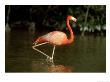 Caribbean Flamingo In Water, Mexico by Patricio Robles Gil Limited Edition Print