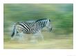 Burchells Zebra, Walking In Veld, Northern Tuli Game Reserve, Botswana by Roger De La Harpe Limited Edition Print