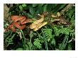 Amazon Tree Boa, Corallus Enydris Enydris, 3 Colour Morphs, South America by Brian Kenney Limited Edition Print