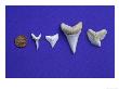 Shark Teeth, Bull Shark, Tiger Shark by Gerard Soury Limited Edition Pricing Art Print