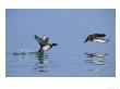 Tufted Ducks, Pair Taking Off From Water, Lake Geneva, Switzerland by Elliott Neep Limited Edition Print